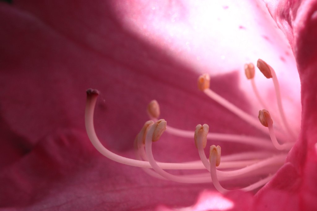 IMG_0118.JPG -  Rhododendron  blossom