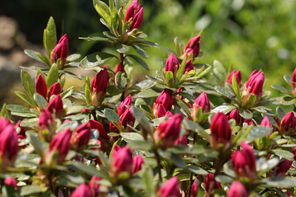 IMG_0125.JPG -  Azalea  buds