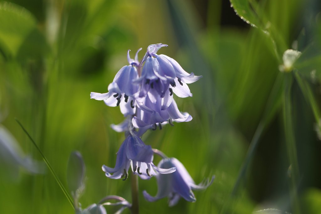 IMG_0152.JPG -  Bellflower  ( Glockenblume )