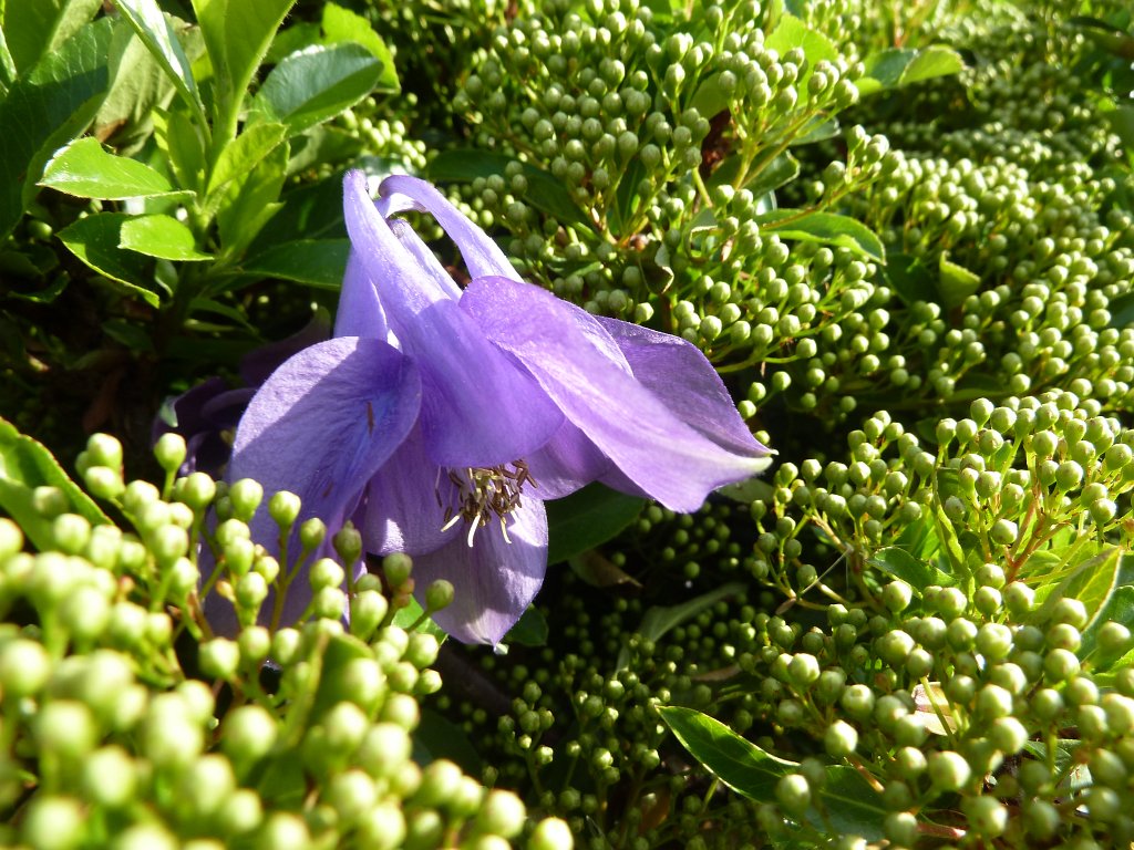 P1120045.JPG -  Columbine 