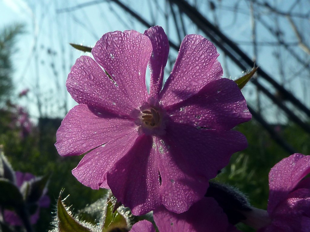 P1120048_c.jpg -  Red campion  ( Rote Lichtnelke )