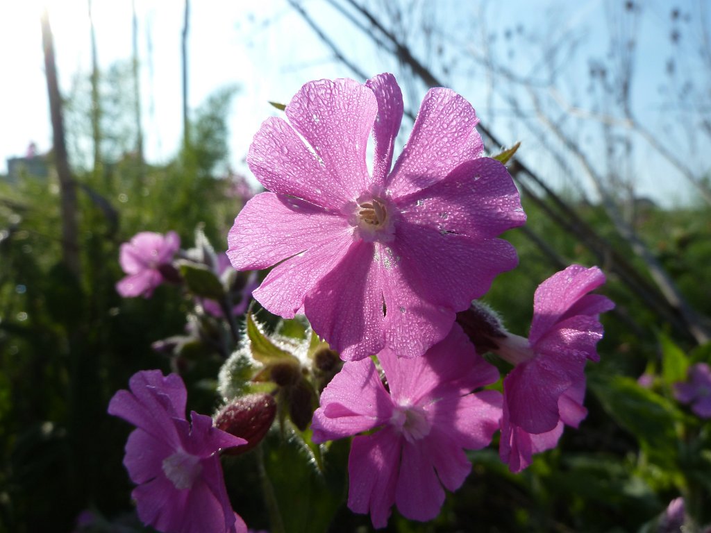 P1120049.JPG -  Red campion  ( Rote Lichtnelke )