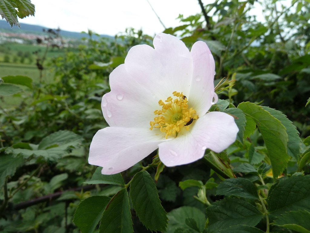 P1120081.JPG -  Dog rose  ( Hunds-Rose )