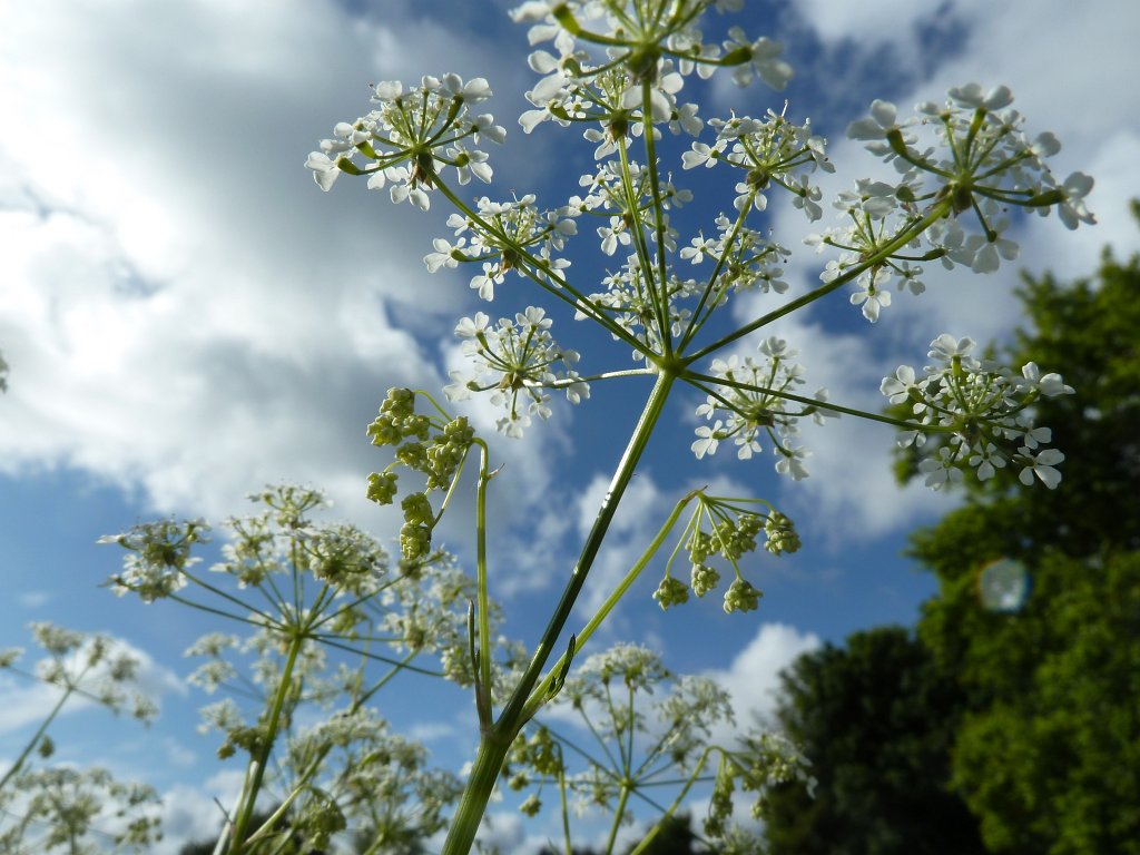 P1120111.JPG - Flower & Sky