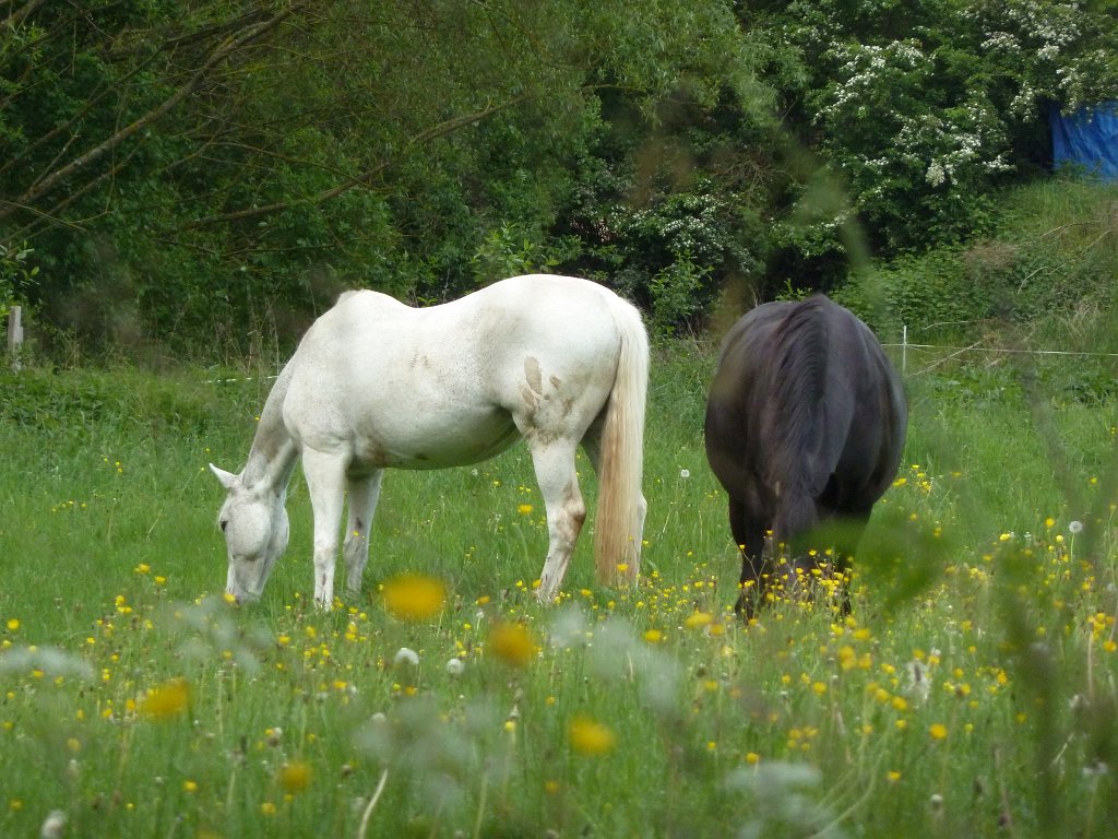 P1120133.JPG - Horses