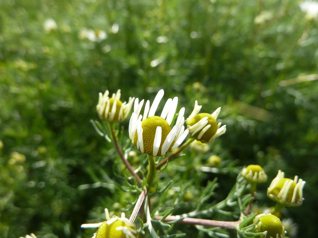 P1120166.JPG -  Chamomile  ( Kamille )