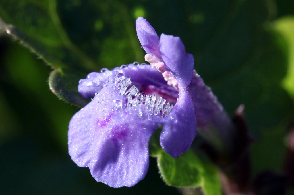 IMG_0256_c.jpg -  Ground-ivy  ( Gundermann )