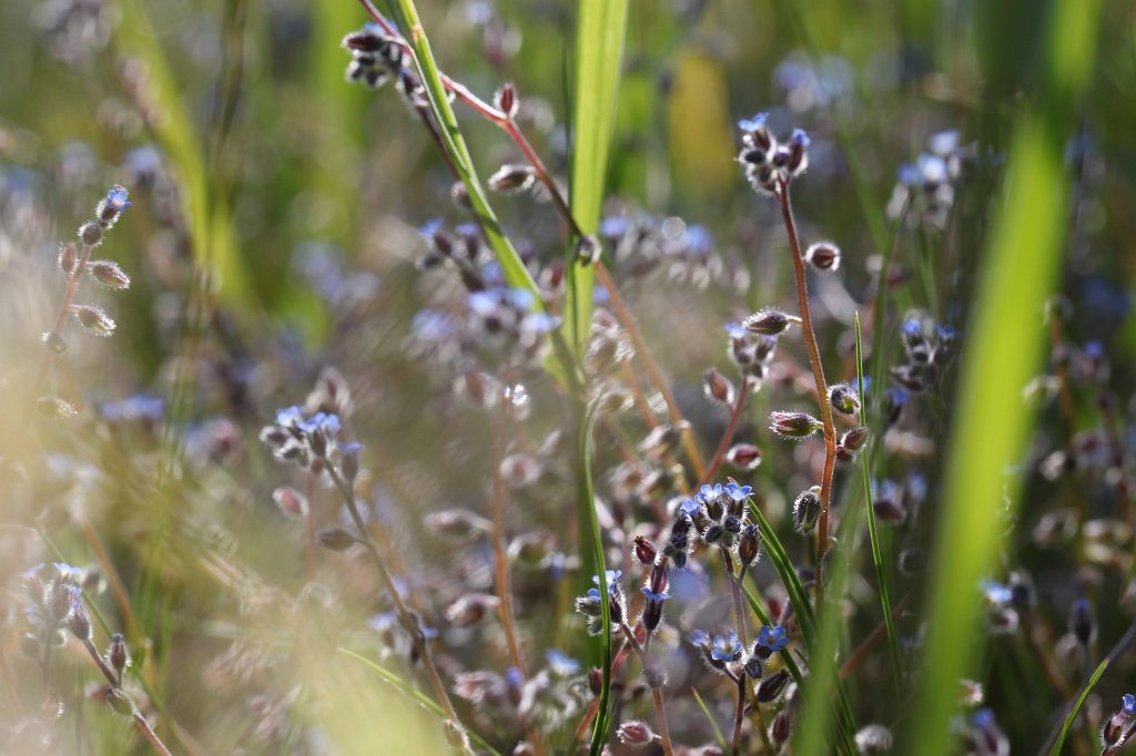 IMG_0299.JPG -  Forget-me-not  ( Vergissmeinnicht )