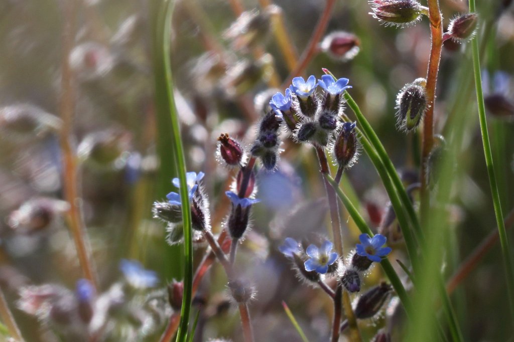 IMG_0299_c.jpg -  Forget-me-not  ( Vergissmeinnicht )