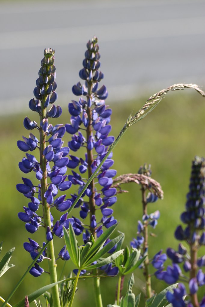 IMG_0312.JPG -  Lupin  ( Lupine )