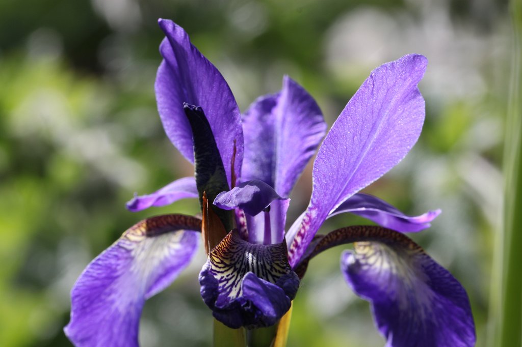 IMG_0331.JPG -  Iris  ( Schwertlilie )