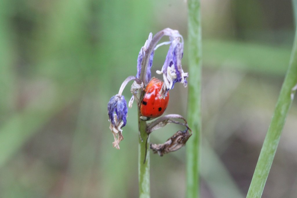 IMG_0348.JPG - Ladybug (Marienkäfer)