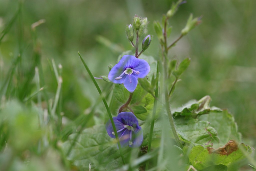 IMG_0365.JPG -  Veronica  ( Ehrenpreis )