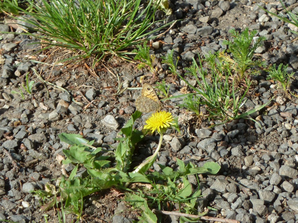 P1120242.JPG - Butterfly (Schmetterling)