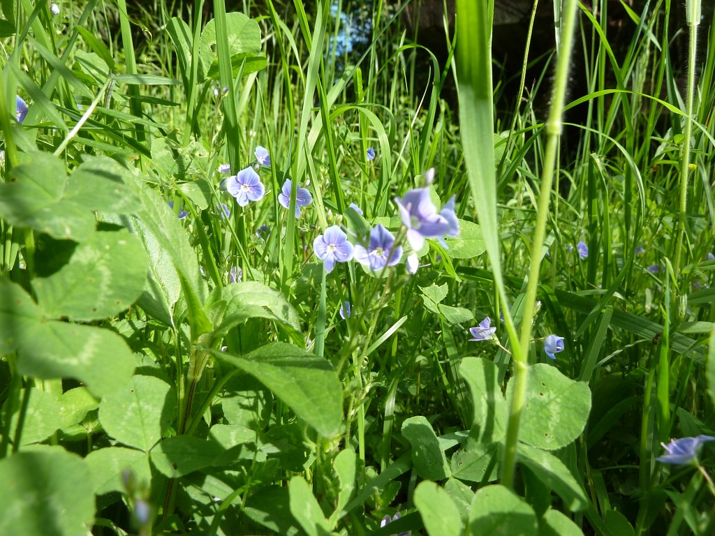 P1120248.JPG -  Veronica  ( Ehrenpreis )