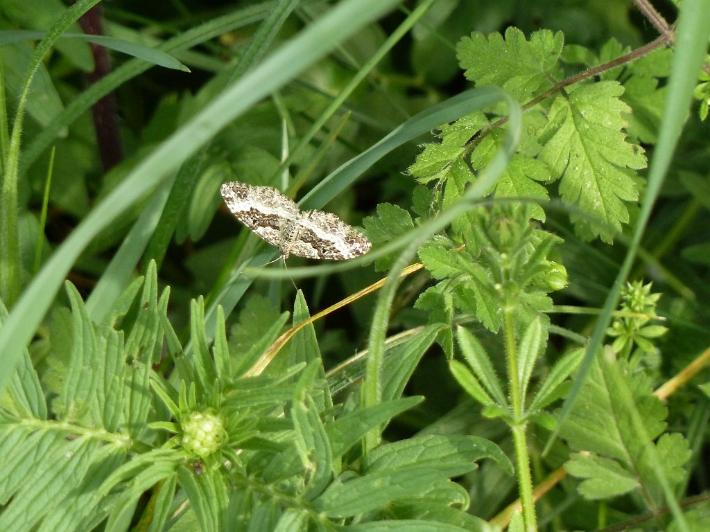 P1120262.JPG - Butterfly (Schmetterling)