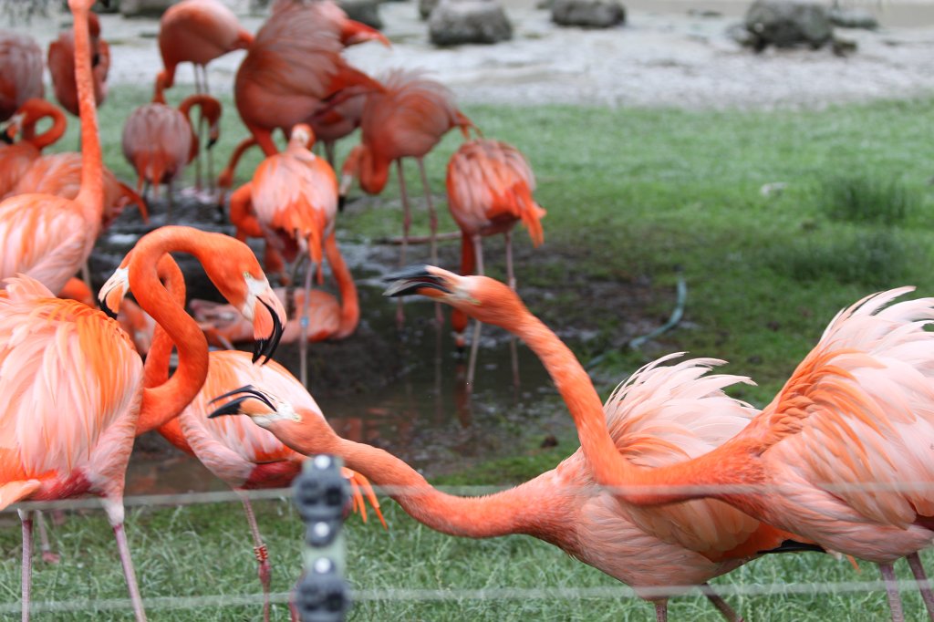 IMG_0418.JPG -  Flamingos 