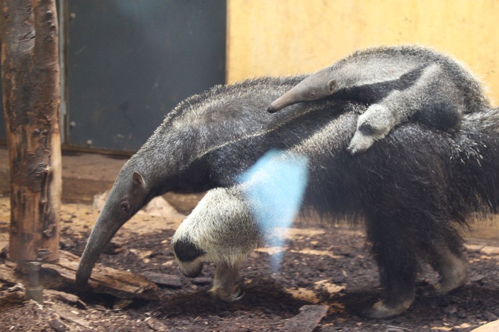 IMG_0457.JPG -  Giant Anteater  with young ( Großer Ameisenbär  mit kleinem)
