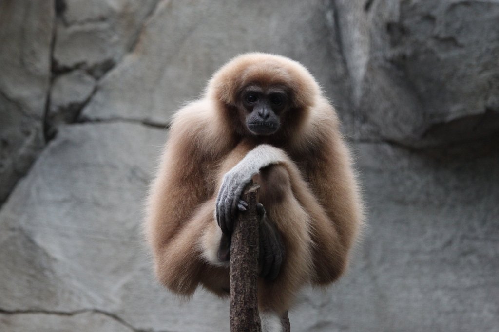 IMG_0500.JPG -  White-handed gibbon  ( Weißhandgibbon )