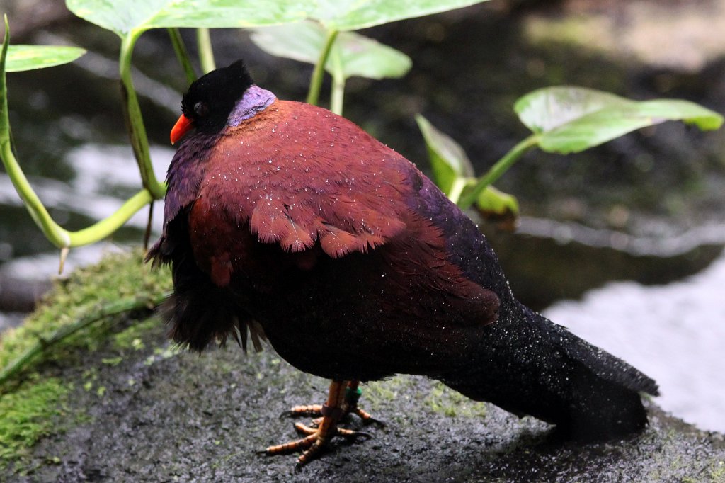 IMG_0501_c.jpg - Drops on  Pheasant pigeon  ( Bronzenackenfasantaube )