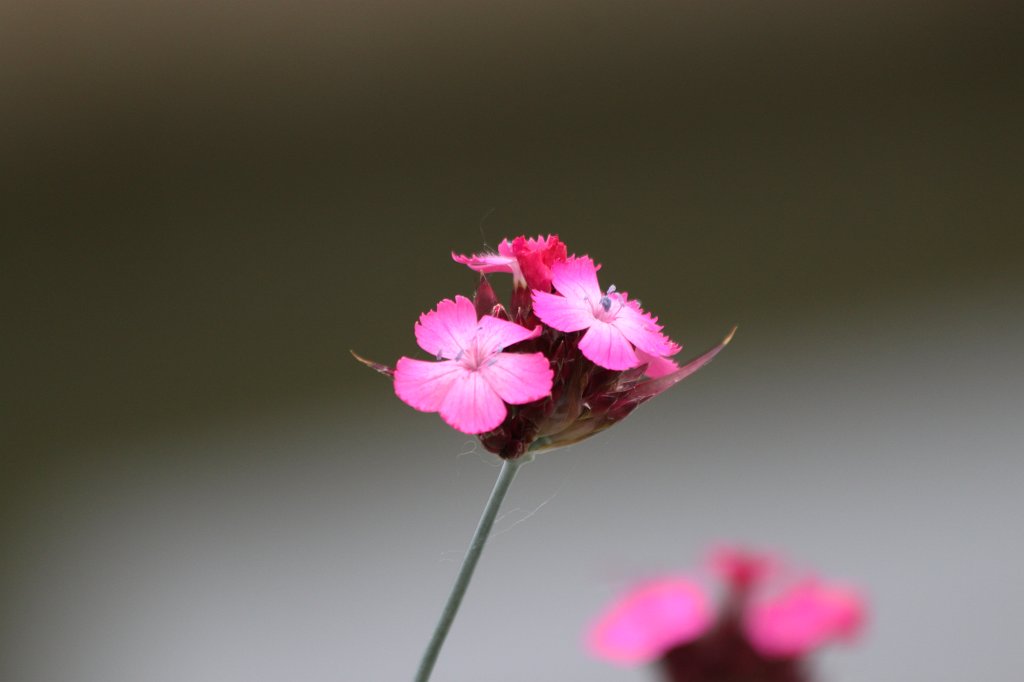 IMG_0546.JPG - Flower