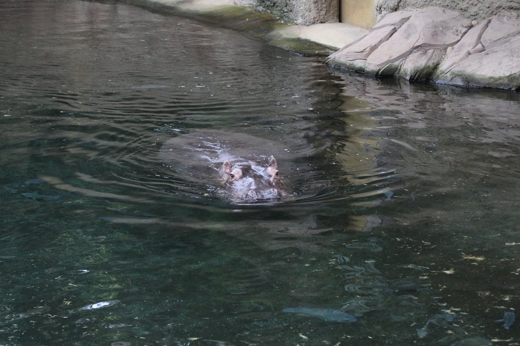 IMG_0626.JPG -  Hippopotamus  ( Nilpferd )