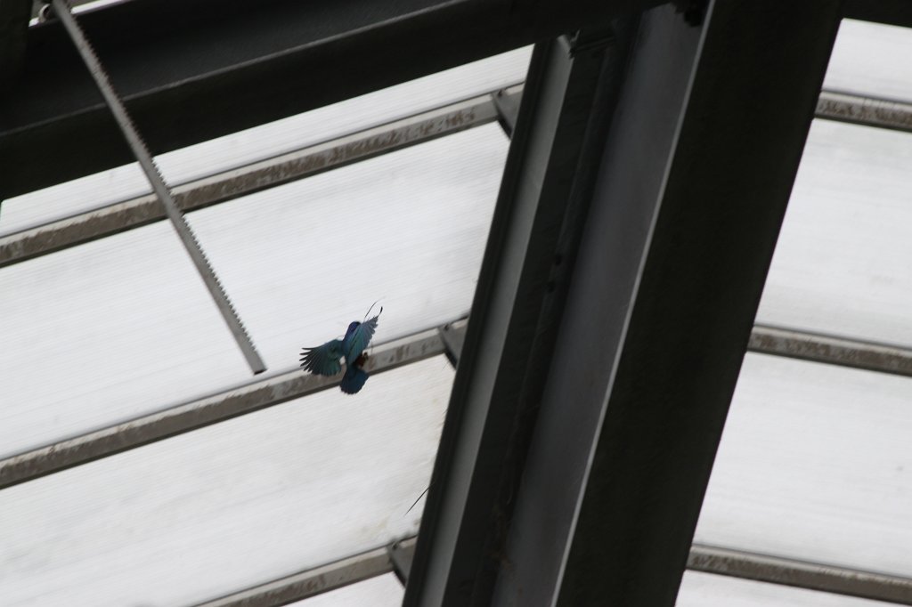 IMG_0635.JPG - Birds