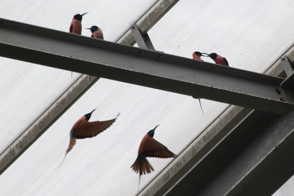 IMG_0644.JPG - Birds