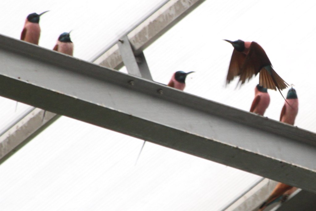 IMG_0648.JPG - Birds