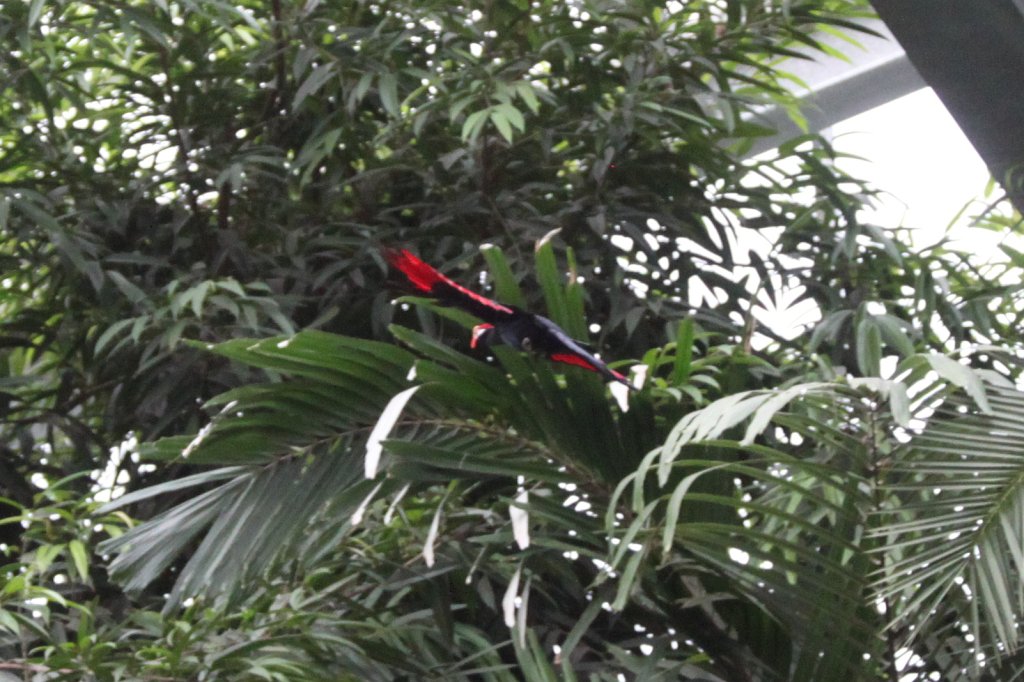 IMG_0656.JPG - Birds