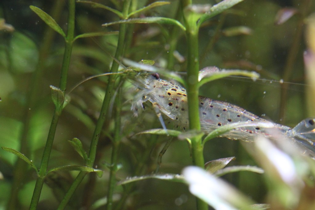 IMG_0703.JPG - Garnele