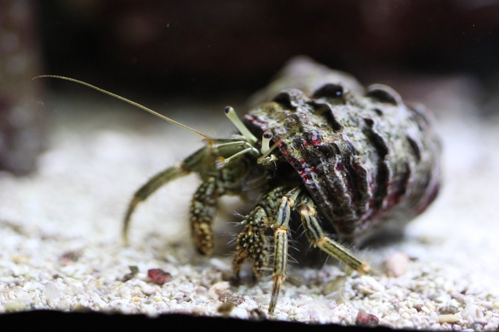 IMG_0748.JPG -  Crustacean  ( Krebs )