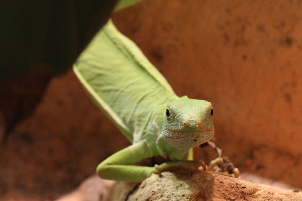 IMG_0816.JPG - Lizard (Echse)