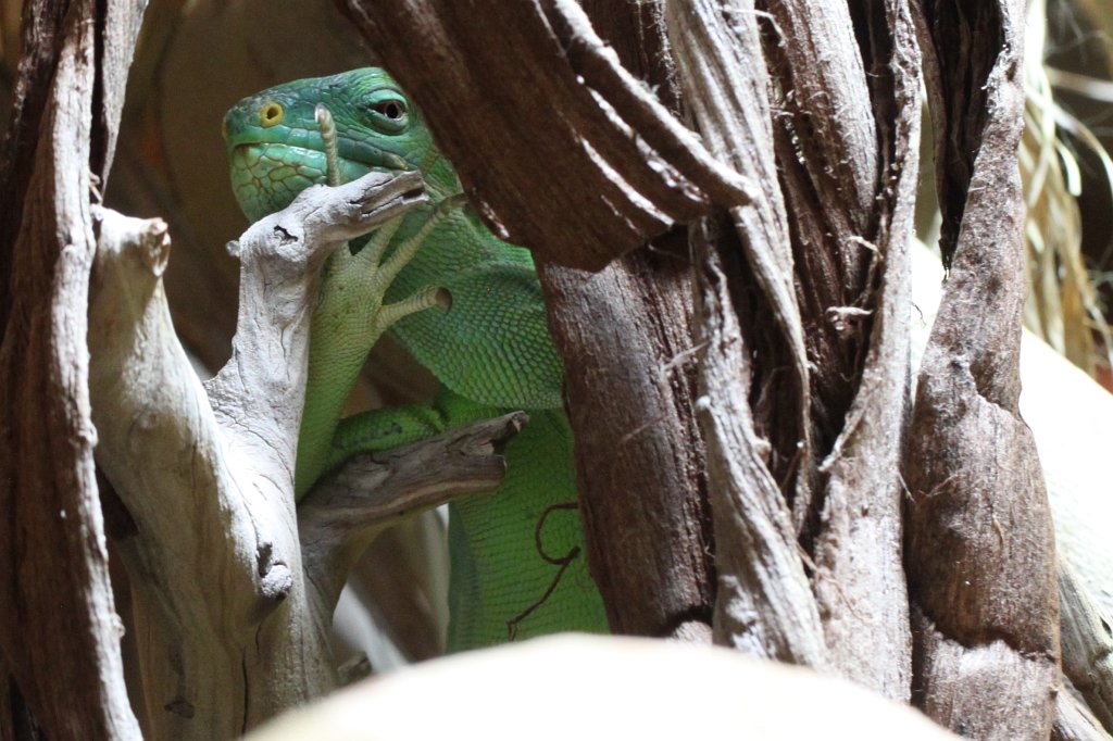 IMG_0817.JPG - Lizard (Echse)