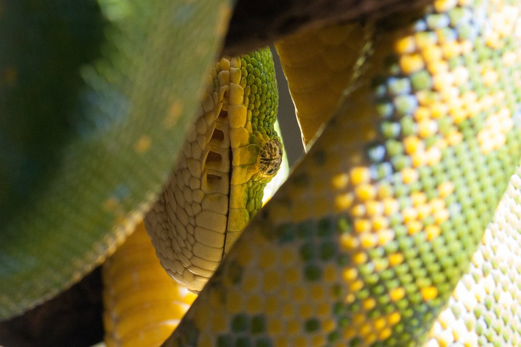 IMG_0836_c.jpg -  Green tree python  ( Grüner Baumpython )