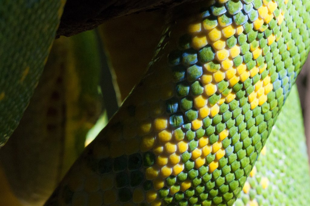 IMG_0837_c.jpg -  Green tree python  ( Grüner Baumpython )