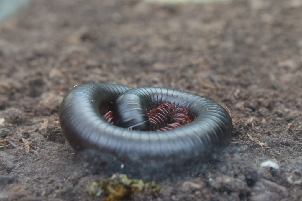 IMG_0862.JPG -  Millipede  ( Tausendfüßler )