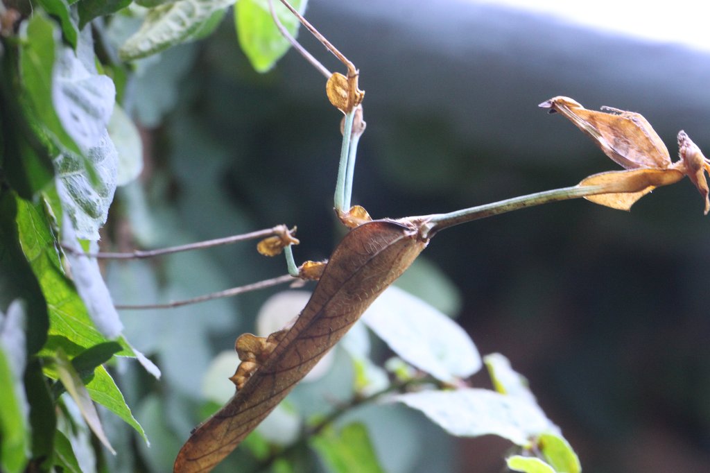 IMG_0865.JPG -  Mantis  ( Fangschrecke )