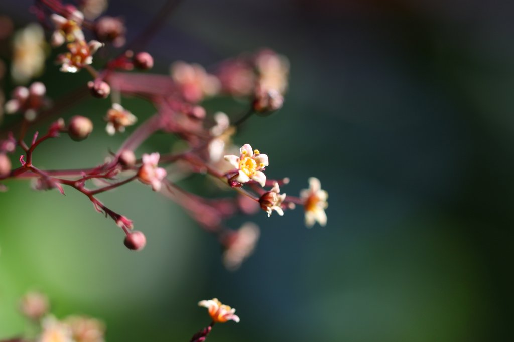 IMG_0949.JPG - Flowers