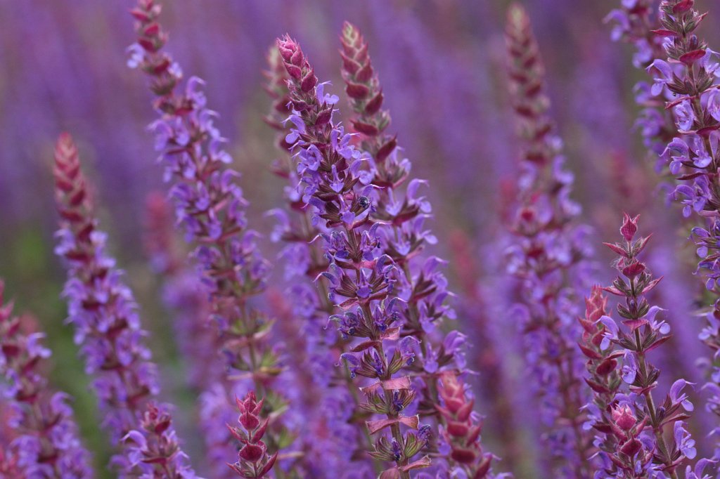 IMG_0960.JPG -  Lavender 