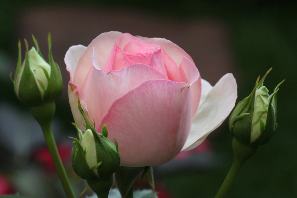 IMG_0978.JPG - Rose Eden