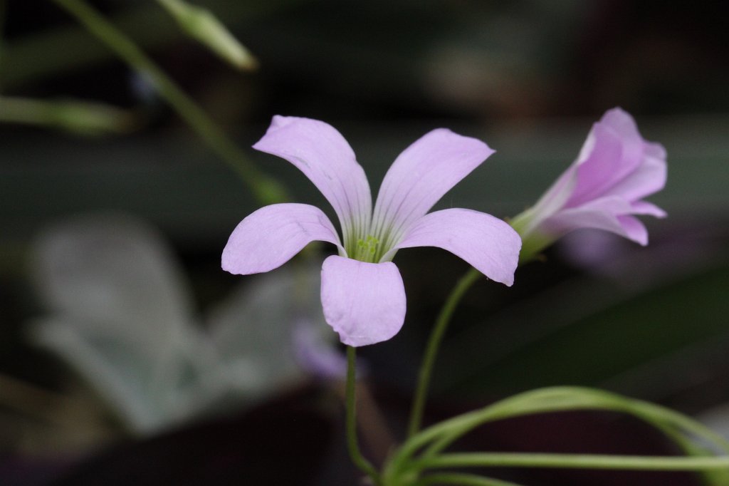 IMG_1006.JPG -  Oxalis  ( Sauerklee )