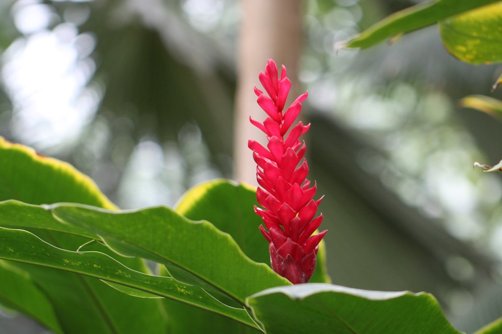 IMG_1014.JPG - Flowers