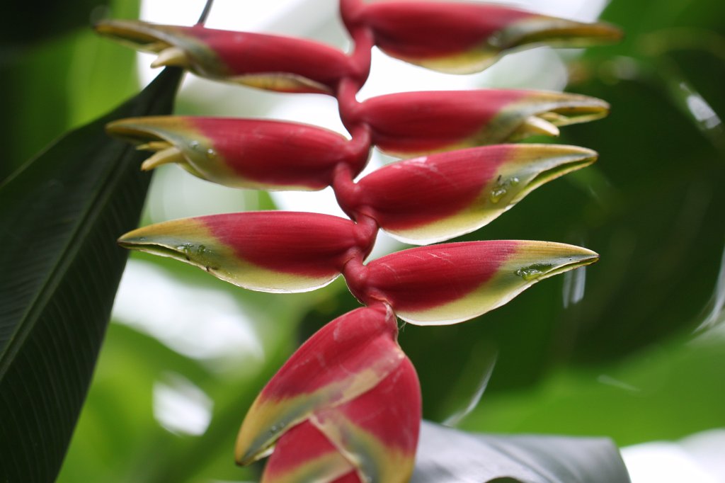 IMG_1017.JPG - Flowers