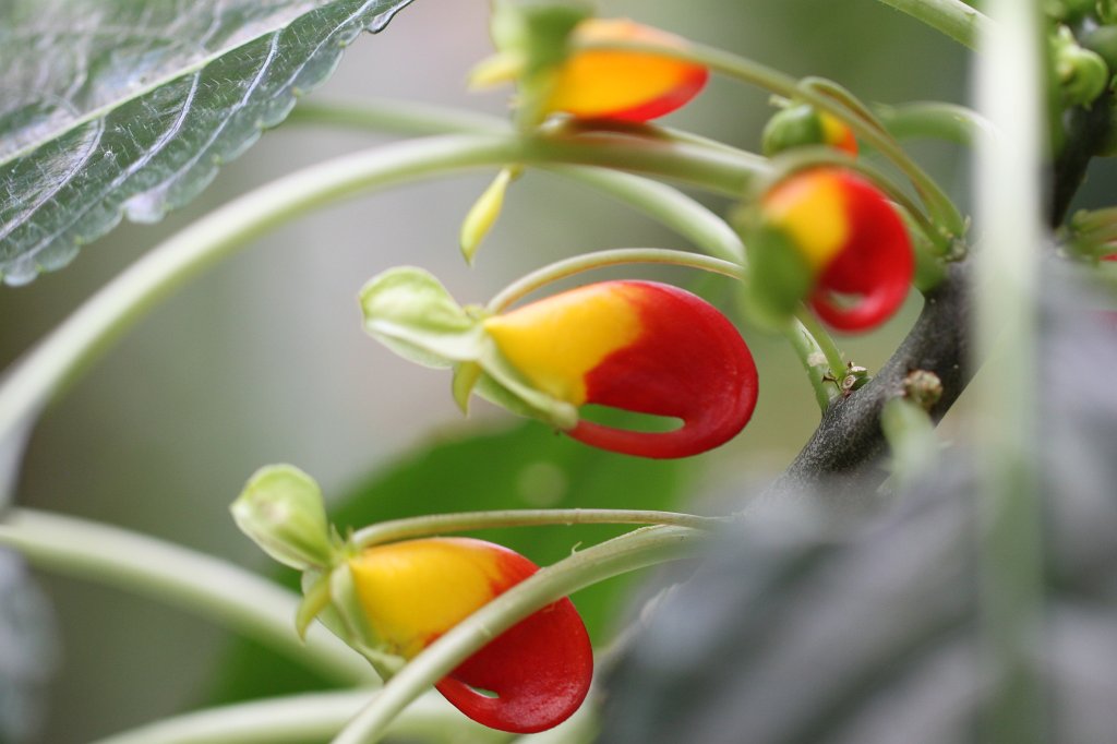 IMG_1033.JPG - Impatiens niamniamensis