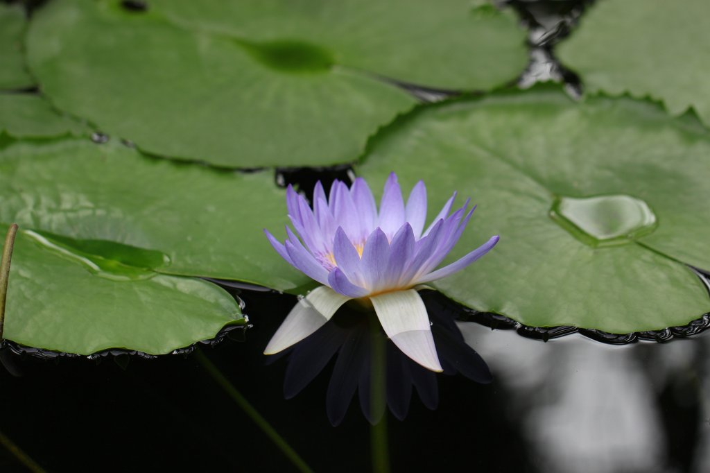 IMG_1039.JPG -  Nymphaea colorata  ( Bunte Seerose )