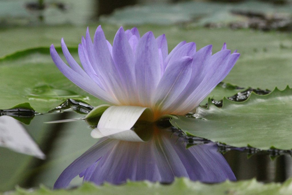 IMG_1042.JPG -  Nymphaea colorata  ( Bunte Seerose )