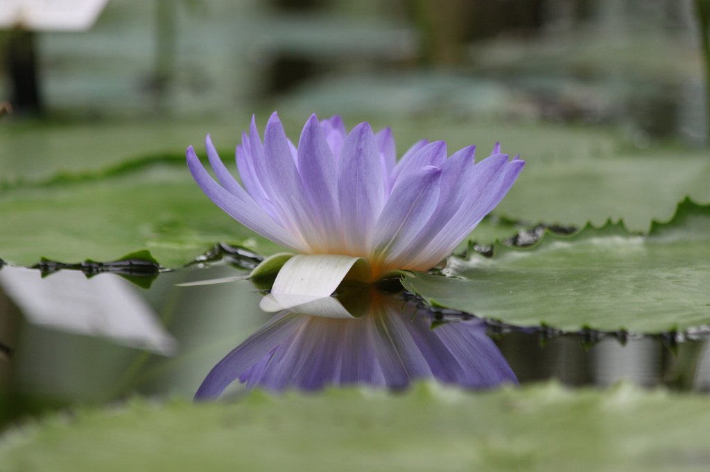 IMG_1043.JPG -  Nymphaea colorata  ( Bunte Seerose )