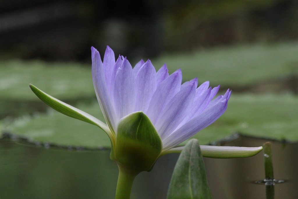 IMG_1048.JPG -  Nymphaea colorata  ( Bunte Seerose )