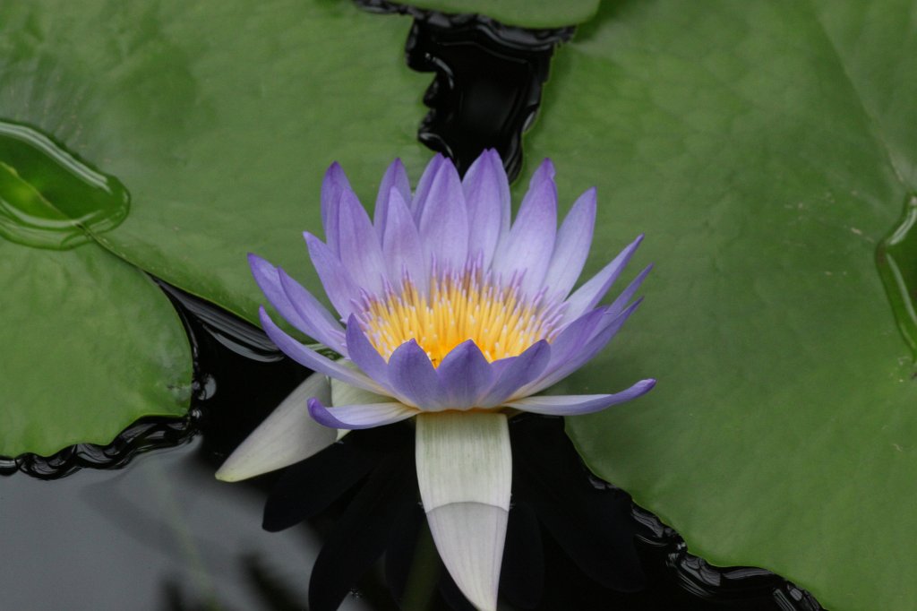 IMG_1052.JPG -  Nymphaea colorata  ( Bunte Seerose )